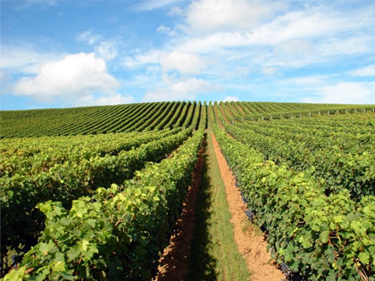 vineyard rows